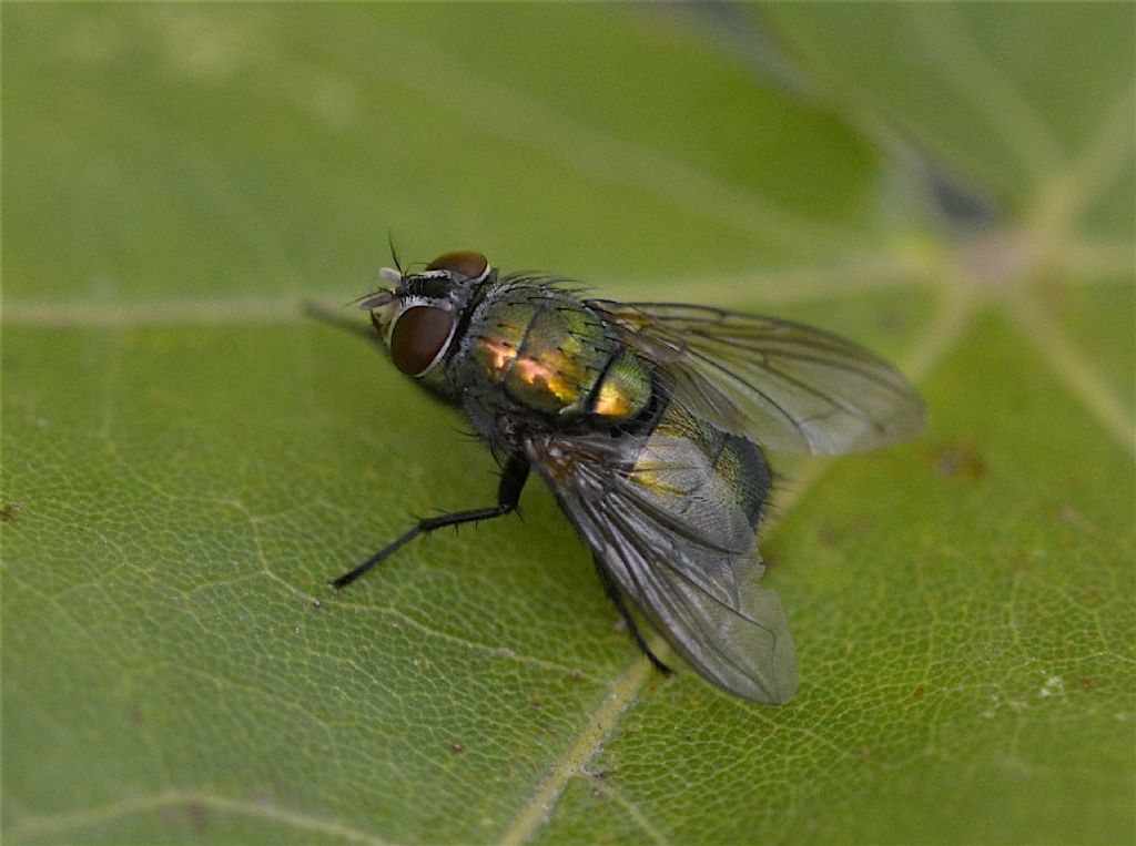 Lucilia cf. silvarum, femmina (Calliphoridae)